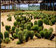 Weight loss. Hoodia - manière normale de perdre le poids.