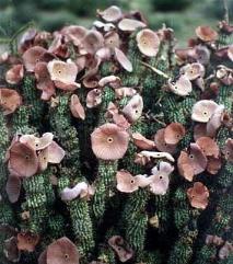 Hoodia. Hoodia - manière normale de perdre le poids.